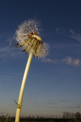 <i class='fa fa-user'></i> C. Fikkert | Paardenbloem  <i class='fa fa-eye'> 134</i>   <i class='fa fa-comment-o'> 3</i>