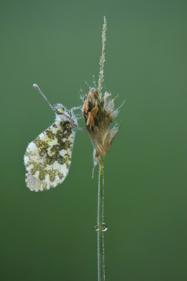 <i class='fa fa-user'></i>&nbsp;Reinier van den Born&nbsp;|  Oranjetipje&nbsp; <i class='fa fa-eye'>&nbsp;68</i> &nbsp;<i class='fa fa-thumbs-up'>&nbsp;3</i> &nbsp; <i class='fa fa-comment-o'>&nbsp;8</i>