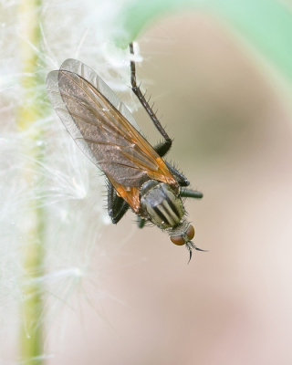 <i class='fa fa-user'></i>&nbsp;Johan van Gurp&nbsp;|  Grote Dansvlieg&nbsp; <i class='fa fa-eye'>&nbsp;57</i> &nbsp; <i class='fa fa-comment-o'>&nbsp;2</i>