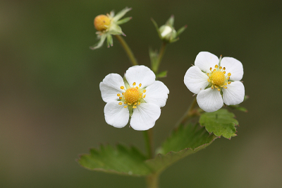 <i class='fa fa-user'></i>&nbsp;Paul Vandebroek&nbsp;|  Bosaardbei&nbsp; <i class='fa fa-eye'>&nbsp;42</i> &nbsp;<i class='fa fa-thumbs-up'>&nbsp;4</i> &nbsp; <i class='fa fa-comment-o'>&nbsp;3</i>