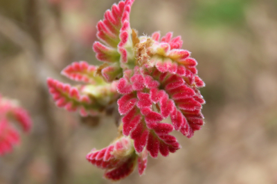 <i class='fa fa-user'></i>&nbsp;A. Soeting&nbsp;|  Pyreneese Eik&nbsp; <i class='fa fa-eye'>&nbsp;48</i> &nbsp; <i class='fa fa-comment-o'>&nbsp;1</i>