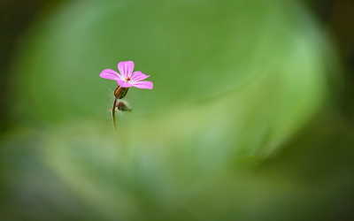 <i class='fa fa-user'></i>&nbsp;Pieter  LJ&nbsp;|  Robertskruid&nbsp; <i class='fa fa-eye'>&nbsp;53</i> &nbsp;<i class='fa fa-thumbs-up'>&nbsp;1</i> &nbsp; <i class='fa fa-comment-o'>&nbsp;1</i>