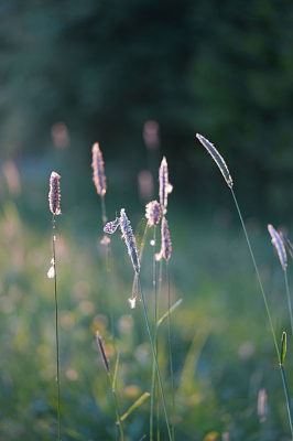 Uit de hand gefotografeerd.   Dit was in de avond rond 20::00 met tegenlicht