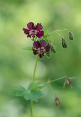 <i class='fa fa-user'></i>&nbsp;Tim Oord&nbsp;|  Donkere Ooievaarsbek&nbsp; <i class='fa fa-eye'>&nbsp;58</i> &nbsp;<i class='fa fa-thumbs-up'>&nbsp;3</i> &nbsp; <i class='fa fa-comment-o'>&nbsp;2</i>