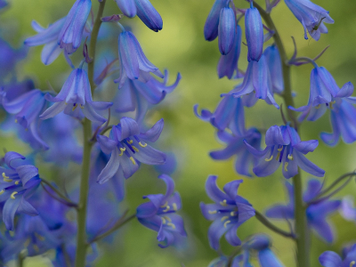 <i class='fa fa-user'></i>&nbsp;Tim Oord&nbsp;|  Wilde Hyacint&nbsp; <i class='fa fa-eye'>&nbsp;52</i> &nbsp;<i class='fa fa-thumbs-up'>&nbsp;1</i> &nbsp; <i class='fa fa-comment-o'>&nbsp;0</i>