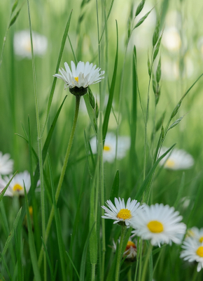 <i class='fa fa-user'></i>&nbsp;Tim Oord&nbsp;|  Madeliefje&nbsp; <i class='fa fa-eye'>&nbsp;45</i> &nbsp; <i class='fa fa-comment-o'>&nbsp;1</i>