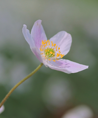 <i class='fa fa-user'></i>&nbsp;Tineke Strijbosch&nbsp;|  Bosanemoon&nbsp; <i class='fa fa-eye'>&nbsp;46</i> &nbsp;<i class='fa fa-thumbs-up'>&nbsp;1</i> &nbsp; <i class='fa fa-comment-o'>&nbsp;1</i>