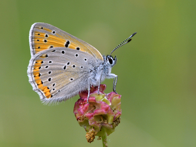 <i class='fa fa-user'></i>&nbsp;Mignon-Creative&nbsp;|  Rode Vuurvlinder&nbsp; <i class='fa fa-eye'>&nbsp;80</i> &nbsp;<i class='fa fa-thumbs-up'>&nbsp;11</i> &nbsp; <i class='fa fa-comment-o'>&nbsp;5</i>