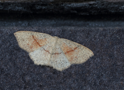 <i class='fa fa-user'></i>&nbsp;Ad Sprang&nbsp;|  Gestippelde Oogspanner&nbsp; <i class='fa fa-eye'>&nbsp;70</i> &nbsp;<i class='fa fa-thumbs-up'>&nbsp;8</i> &nbsp; <i class='fa fa-comment-o'>&nbsp;7</i>