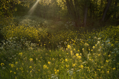 <i class='fa fa-user'></i>&nbsp;Bendiks Westerink&nbsp;|  Sprankje licht&nbsp; <i class='fa fa-eye'>&nbsp;100</i> &nbsp;<i class='fa fa-thumbs-up'>&nbsp;5</i> &nbsp; <i class='fa fa-comment-o'>&nbsp;8</i>