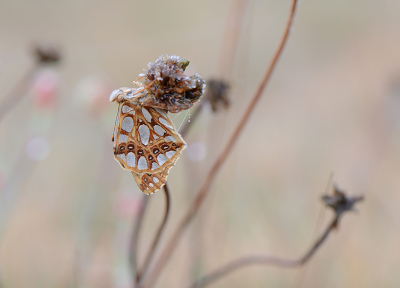 <i class='fa fa-user'></i>&nbsp;koekieman&nbsp;|  Kleine Parelmoervlinder&nbsp; <i class='fa fa-eye'>&nbsp;88</i> &nbsp; <i class='fa fa-comment-o'>&nbsp;1</i>