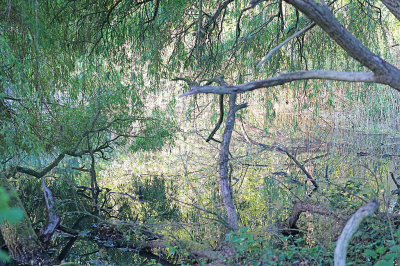 Moerasachtig gebiedje wat hier het oude zwembad wordt genoemd.
Vroeg in de ochtend viel net wat licht door de bomen op dit gedeelte.