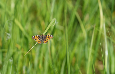 <i class='fa fa-user'></i>&nbsp;David Ruijs&nbsp;|  Landkaartje&nbsp; <i class='fa fa-eye'>&nbsp;58</i> &nbsp; <i class='fa fa-comment-o'>&nbsp;1</i>