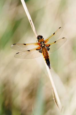 <i class='fa fa-user'></i>&nbsp;kiran&nbsp;|  Viervlek&nbsp; <i class='fa fa-eye'>&nbsp;64</i> &nbsp;<i class='fa fa-thumbs-up'>&nbsp;6</i> &nbsp; <i class='fa fa-comment-o'>&nbsp;4</i>