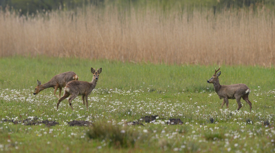 <i class='fa fa-user'></i>&nbsp;Eric Gibcus&nbsp;|  Ree&nbsp; <i class='fa fa-eye'>&nbsp;70</i> &nbsp; <i class='fa fa-comment-o'>&nbsp;4</i>