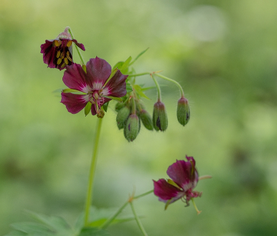 <i class='fa fa-user'></i>&nbsp;Tim Oord&nbsp;|  Donkere Ooievaarsbek&nbsp; <i class='fa fa-eye'>&nbsp;57</i> &nbsp;<i class='fa fa-thumbs-up'>&nbsp;6</i> &nbsp; <i class='fa fa-comment-o'>&nbsp;5</i>