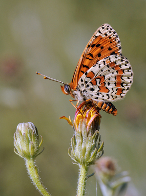 <i class='fa fa-user'></i>&nbsp;Mignon-Creative&nbsp;|  Tweekleurige Parelmoervlinder&nbsp; <i class='fa fa-eye'>&nbsp;93</i> &nbsp;<i class='fa fa-thumbs-up'>&nbsp;14</i> &nbsp; <i class='fa fa-comment-o'>&nbsp;7</i>