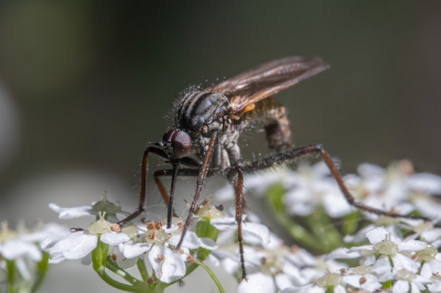 <i class='fa fa-user'></i>&nbsp;harrie69&nbsp;|  Grote Dansvlieg&nbsp; <i class='fa fa-eye'>&nbsp;51</i> &nbsp; <i class='fa fa-comment-o'>&nbsp;0</i>