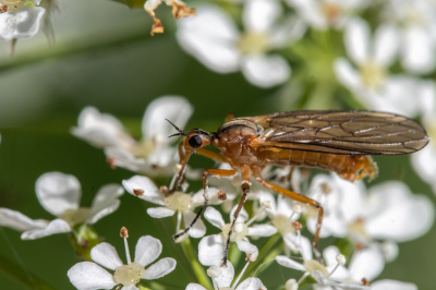 <i class='fa fa-user'></i>&nbsp;harrie69&nbsp;|  Tweestreepdansvlieg&nbsp; <i class='fa fa-eye'>&nbsp;50</i> &nbsp; <i class='fa fa-comment-o'>&nbsp;0</i>