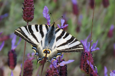 <i class='fa fa-user'></i>&nbsp;A. Soeting&nbsp;|  Koningspage&nbsp; <i class='fa fa-eye'>&nbsp;105</i> &nbsp;<i class='fa fa-thumbs-up'>&nbsp;7</i> &nbsp; <i class='fa fa-comment-o'>&nbsp;5</i>