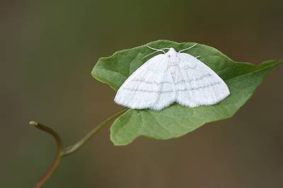 <i class='fa fa-user'></i>&nbsp;Paul Vandebroek&nbsp;|  Witte Grijsbandspanner&nbsp; <i class='fa fa-eye'>&nbsp;65</i> &nbsp;<i class='fa fa-thumbs-up'>&nbsp;5</i> &nbsp; <i class='fa fa-comment-o'>&nbsp;5</i>