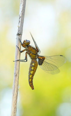 <i class='fa fa-user'></i>&nbsp;David Ruijs&nbsp;|  Platbuik&nbsp; <i class='fa fa-eye'>&nbsp;81</i> &nbsp;<i class='fa fa-thumbs-up'>&nbsp;8</i> &nbsp; <i class='fa fa-comment-o'>&nbsp;6</i>