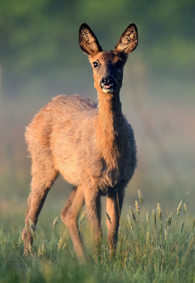 <i class='fa fa-user'></i>&nbsp;robert-jan&nbsp;|  Ree&nbsp; <i class='fa fa-eye'>&nbsp;69</i> &nbsp;<i class='fa fa-thumbs-up'>&nbsp;1</i> &nbsp; <i class='fa fa-comment-o'>&nbsp;0</i>