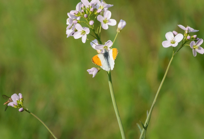 <i class='fa fa-user'></i>&nbsp;Jurgen Maassen&nbsp;|  Oranjetipje&nbsp; <i class='fa fa-eye'>&nbsp;69</i> &nbsp; <i class='fa fa-comment-o'>&nbsp;1</i>