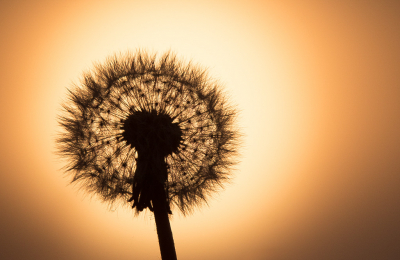 <i class='fa fa-user'></i>&nbsp;Truus Aletta Maan&nbsp;|  Paardenbloem&nbsp; <i class='fa fa-eye'>&nbsp;70</i> &nbsp;<i class='fa fa-thumbs-up'>&nbsp;10</i> &nbsp; <i class='fa fa-comment-o'>&nbsp;7</i>