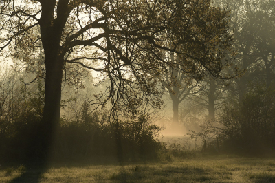 <i class='fa fa-user'></i>&nbsp;Hendrik van Kampen&nbsp;|  It Heechs�n, houtwallenlandschap&nbsp; <i class='fa fa-eye'>&nbsp;98</i> &nbsp;<i class='fa fa-thumbs-up'>&nbsp;7</i> &nbsp; <i class='fa fa-comment-o'>&nbsp;10</i>