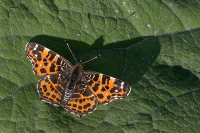 <i class='fa fa-user'></i>&nbsp;Johan van Gurp&nbsp;|  Landkaartje&nbsp; <i class='fa fa-eye'>&nbsp;59</i> &nbsp;<i class='fa fa-thumbs-up'>&nbsp;2</i> &nbsp; <i class='fa fa-comment-o'>&nbsp;5</i>