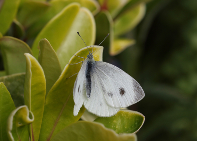 <i class='fa fa-user'></i>&nbsp;Ad Sprang&nbsp;|  Scheefbloemwitje&nbsp; <i class='fa fa-eye'>&nbsp;79</i> &nbsp;<i class='fa fa-thumbs-up'>&nbsp;1</i> &nbsp; <i class='fa fa-comment-o'>&nbsp;3</i>