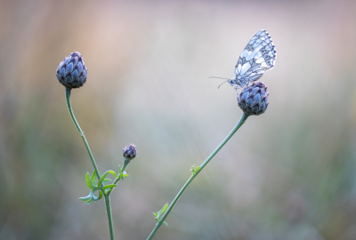 <i class='fa fa-user'></i>&nbsp;EllenStegeman&nbsp;|  Dambordje&nbsp; <i class='fa fa-eye'>&nbsp;99</i> &nbsp;<i class='fa fa-thumbs-up'>&nbsp;7</i> &nbsp; <i class='fa fa-comment-o'>&nbsp;7</i>