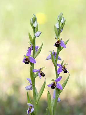 <i class='fa fa-user'></i>&nbsp;Mignon-Creative&nbsp;|  Bijenorchis&nbsp; <i class='fa fa-eye'>&nbsp;96</i> &nbsp;<i class='fa fa-thumbs-up'>&nbsp;3</i> &nbsp; <i class='fa fa-comment-o'>&nbsp;7</i>