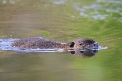 <i class='fa fa-user'></i>&nbsp;Ruben de Bruijn&nbsp;|  Bever&nbsp; <i class='fa fa-eye'>&nbsp;109</i> &nbsp;<i class='fa fa-thumbs-up'>&nbsp;3</i> &nbsp; <i class='fa fa-comment-o'>&nbsp;1</i>