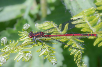 <i class='fa fa-user'></i>&nbsp;harrie69&nbsp;|  Vuurjuffer&nbsp; <i class='fa fa-eye'>&nbsp;62</i> &nbsp; <i class='fa fa-comment-o'>&nbsp;3</i>