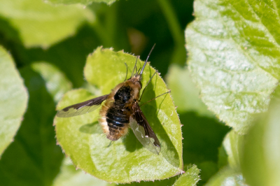 <i class='fa fa-user'></i>&nbsp;Louis56&nbsp;|  Gewone Wolzwever&nbsp; <i class='fa fa-eye'>&nbsp;55</i> &nbsp; <i class='fa fa-comment-o'>&nbsp;1</i>