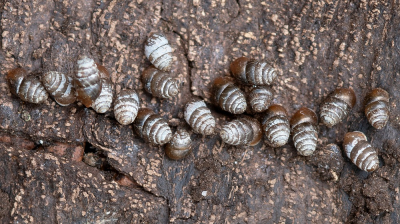 <i class='fa fa-user'></i>&nbsp;Johan van Gurp&nbsp;|  Genaveld Tonnetje&nbsp; <i class='fa fa-eye'>&nbsp;83</i> &nbsp; <i class='fa fa-comment-o'>&nbsp;3</i>