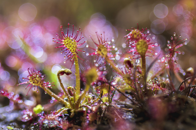 <i class='fa fa-user'></i>&nbsp;Bertus&nbsp;|  Kleine Zonnedauw&nbsp; <i class='fa fa-eye'>&nbsp;73</i> &nbsp;<i class='fa fa-thumbs-up'>&nbsp;5</i> &nbsp; <i class='fa fa-comment-o'>&nbsp;3</i>