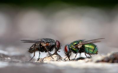 Gisteren tijdens een momentje in de tuin met mooi licht. Twee vliegen op een afgezaagde boomstam die zich tegoed deden aan de uitwerpselen van de vogels in mijn tuin. Ben superblij met deze foto!