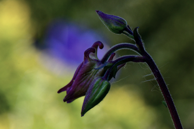 <i class='fa fa-user'></i>&nbsp;Bert Veerman&nbsp;|  Akelei sp.&nbsp; <i class='fa fa-eye'>&nbsp;66</i> &nbsp; <i class='fa fa-comment-o'>&nbsp;1</i>