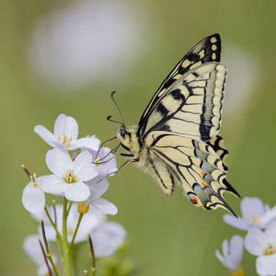 <i class='fa fa-user'></i>&nbsp;Tom&nbsp;|  Koninginnenpage&nbsp; <i class='fa fa-eye'>&nbsp;126</i> &nbsp;<i class='fa fa-thumbs-up'>&nbsp;18</i> &nbsp; <i class='fa fa-comment-o'>&nbsp;9</i>