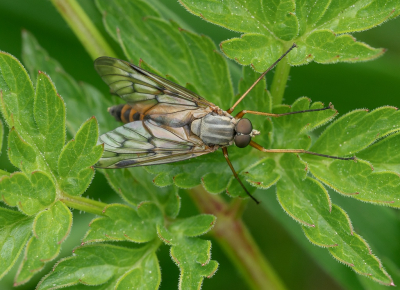 <i class='fa fa-user'></i>&nbsp;Tim Oord&nbsp;|  Gewone Snipvlieg&nbsp; <i class='fa fa-eye'>&nbsp;46</i> &nbsp;<i class='fa fa-thumbs-up'>&nbsp;2</i> &nbsp; <i class='fa fa-comment-o'>&nbsp;2</i>