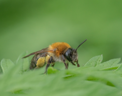 <i class='fa fa-user'></i>&nbsp;Tim Oord&nbsp;|  Viltvlekzandbij&nbsp; <i class='fa fa-eye'>&nbsp;61</i> &nbsp;<i class='fa fa-thumbs-up'>&nbsp;2</i> &nbsp; <i class='fa fa-comment-o'>&nbsp;3</i>