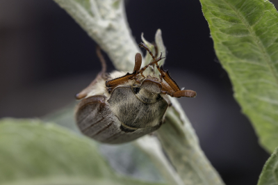 <i class='fa fa-user'></i>&nbsp;Martin Verbeeten&nbsp;|  Gewone Meikever&nbsp; <i class='fa fa-eye'>&nbsp;65</i> &nbsp; <i class='fa fa-comment-o'>&nbsp;2</i>