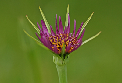 <i class='fa fa-user'></i>&nbsp;Cor&nbsp;|  Paarse Morgenster&nbsp; <i class='fa fa-eye'>&nbsp;81</i> &nbsp;<i class='fa fa-thumbs-up'>&nbsp;10</i> &nbsp; <i class='fa fa-comment-o'>&nbsp;10</i>