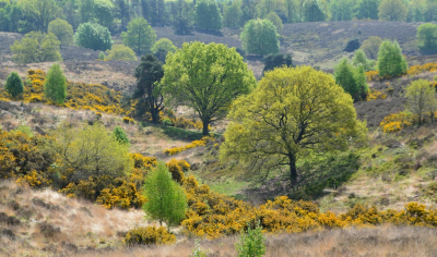 <i class='fa fa-user'></i>&nbsp;B.M.Schouten-Ruis&nbsp;|  Posbank in de lente&nbsp; <i class='fa fa-eye'>&nbsp;101</i> &nbsp;<i class='fa fa-thumbs-up'>&nbsp;7</i> &nbsp; <i class='fa fa-comment-o'>&nbsp;5</i>