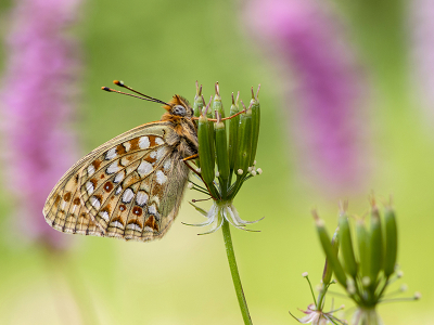 <i class='fa fa-user'></i>&nbsp;Mignon-Creative&nbsp;|  Duinparelmoervlinder&nbsp; <i class='fa fa-eye'>&nbsp;77</i> &nbsp;<i class='fa fa-thumbs-up'>&nbsp;10</i> &nbsp; <i class='fa fa-comment-o'>&nbsp;4</i>