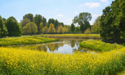<i class='fa fa-user'></i>&nbsp;B.M.Schouten-Ruis&nbsp;|  Lente in het Schollebos&nbsp; <i class='fa fa-eye'>&nbsp;83</i> &nbsp;<i class='fa fa-thumbs-up'>&nbsp;1</i> &nbsp; <i class='fa fa-comment-o'>&nbsp;5</i>