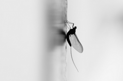 <i class='fa fa-user'></i>&nbsp;Jelle Bakker&nbsp;|  Gewone Tweevleugel&nbsp; <i class='fa fa-eye'>&nbsp;62</i> &nbsp; <i class='fa fa-comment-o'>&nbsp;4</i>